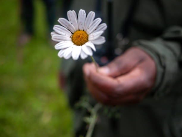 African Pyrethrum 10+ Rwanda Pyrethrum Stock Photos, Pictures & Royalty-Free Images - iStock