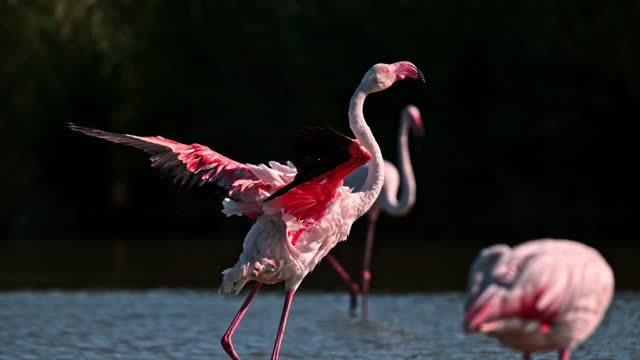 Super slow motion pink flamingo flapping wings in water