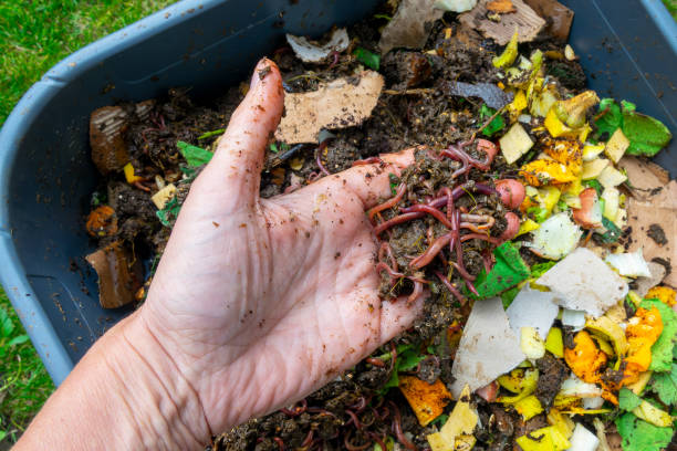 Hand holding worms in a worm composter with food waste stock photo
