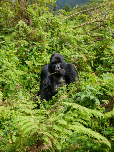 горная горилла в тропическом лесу - virunga volcanic complex стоковые фото и изображения