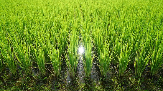 Beautiful rice fields with morning light
