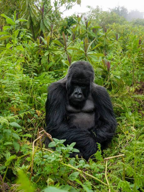 istock Mountain gorilla in the rainforest 1464765497