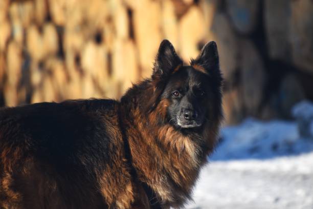 istock Portrait of a German Shepard in a winter forest 1464765537