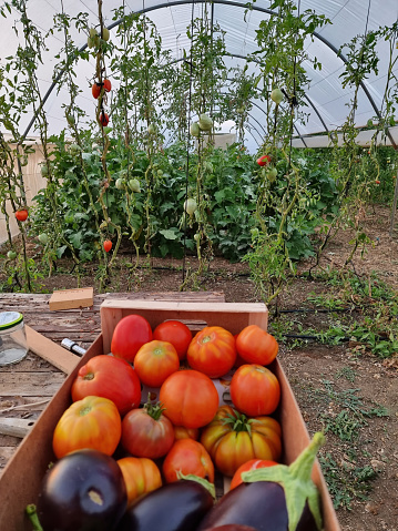 Tomato plants in a greenhouse of organic production and in front of it a box with organic tomatoes and aubergines