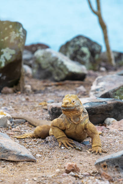 istock Santa Fe land Iguana, Galapagos 1464768170