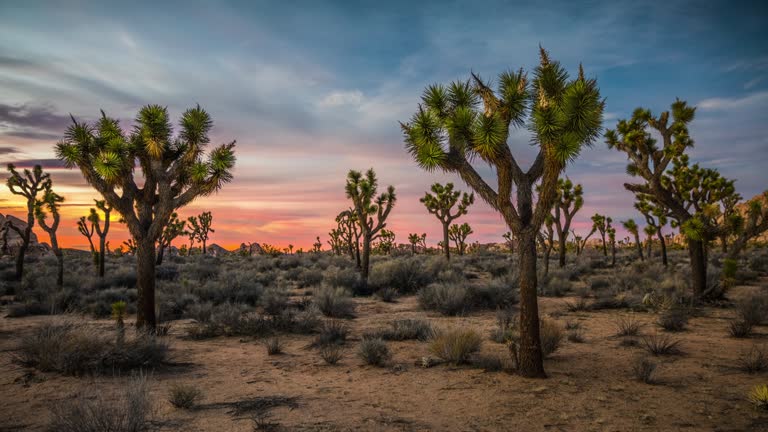 Desert landscape in California with Joshua trees