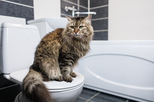 The cat is sitting on the toilet in the bathroom. Pet toilet