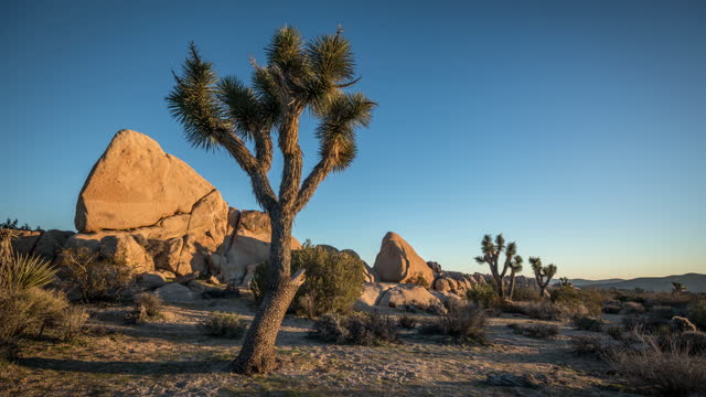 Desert landscape with Joshua Tree
