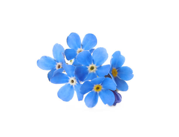 istock Beautiful blue Forget-me-not flowers isolated on white 1464770302
