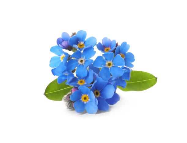 istock Beautiful blue Forget-me-not flowers isolated on white 1464770340