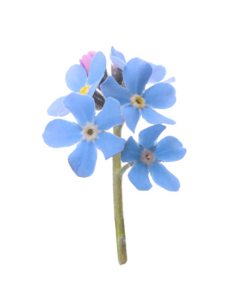 istock Beautiful blue Forget-me-not flowers isolated on white 1464770370