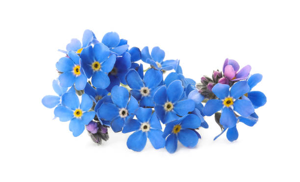 istock Beautiful blue Forget-me-not flowers isolated on white 1464770875