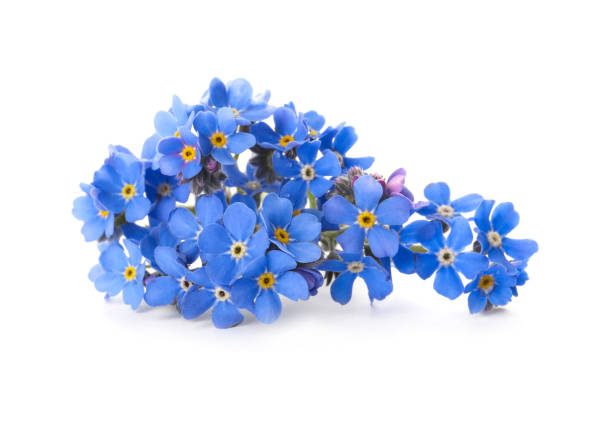 istock Beautiful blue Forget-me-not flowers isolated on white 1464770885