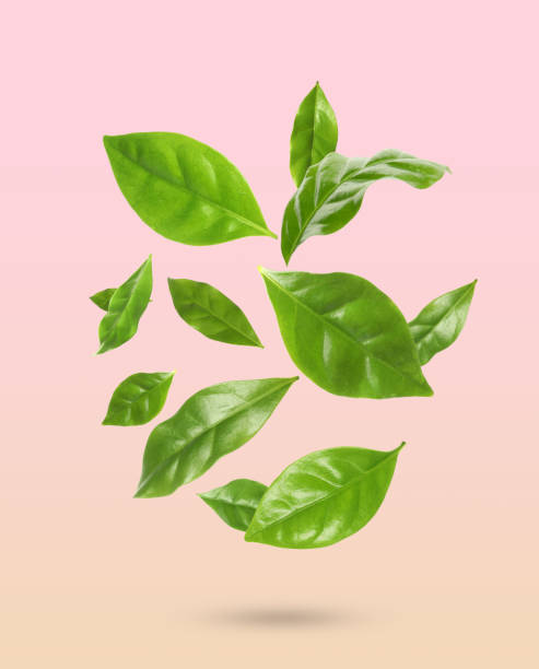 istock Beautiful fresh green coffee leaves falling on pastel color background 1464771330