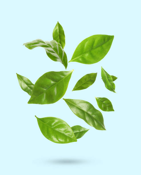istock Beautiful fresh green coffee leaves falling on pale light blue background 1464771392