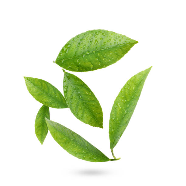 istock Beautiful fresh green citrus leaves with drops falling on white background 1464771531