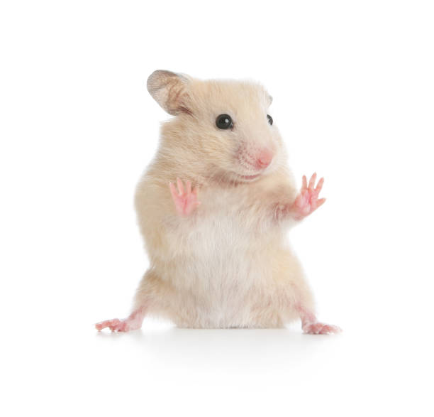 Adorable Syrian hamster on white background. Small pet