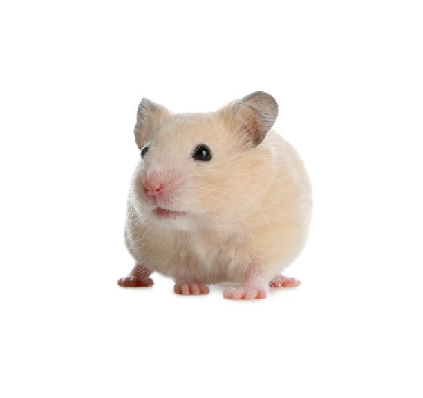 istock Adorable Syrian hamster on white background. Small pet 1464771771