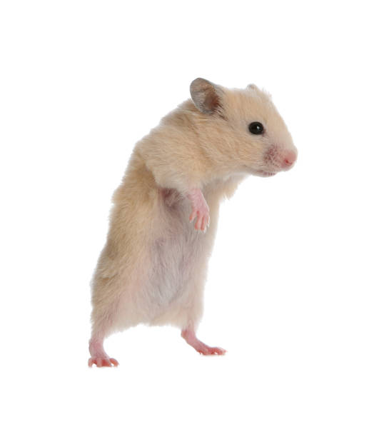 istock Adorable Syrian hamster on white background. Small pet 1464772336