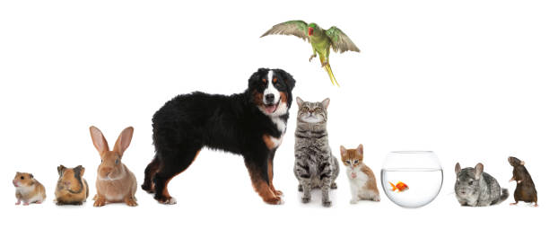 istock Group of different domestic animals on white background, collage 1464773114