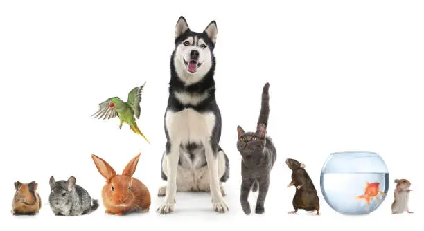 Photo of Group of different domestic animals on white background, collage