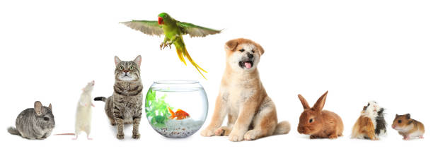istock Group of different domestic animals on white background, collage 1464773125