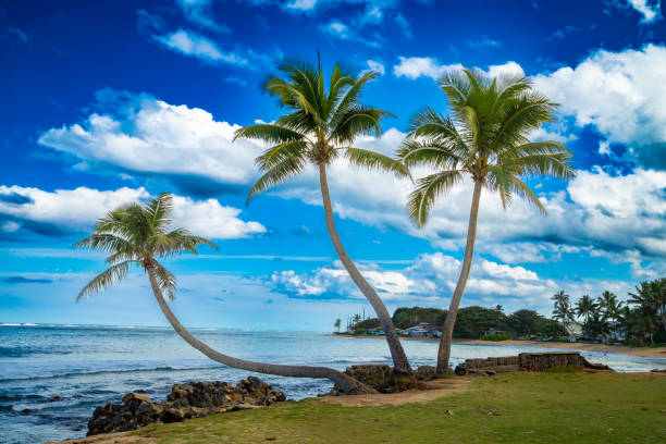 Hau'ula, Hawaii, December 23, 2022: Bent palm trees hover over the shoreline in Hau'ula Beach Park.