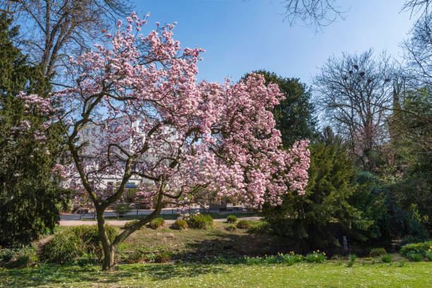 istock Magnolia blossom in Wiesbaden/Germany 1464774423