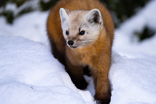 American  marten foraging for food during winter in a national park.