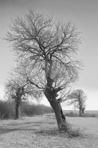 istock Singularity , tree at the begging of winter 1464778617