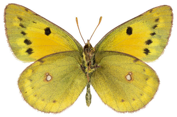 istock Colias chrysotheme, the lesser clouded yellow 1464778622