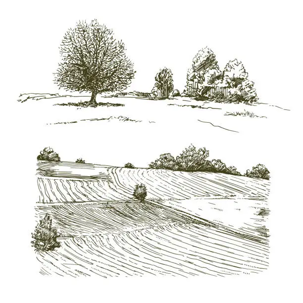 Vector illustration of Rural landscape, meadows and trees.