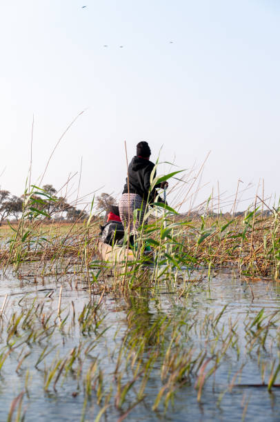 viagem de mokoro no delta do okavango - makoro - fotografias e filmes do acervo