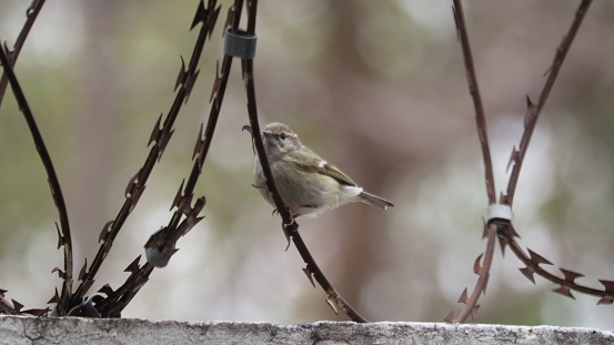 The willow warbler is a slim, delicate bird of woodland, scrub, parks, grassy areas, and gardens. Willow warblers are migratory birds, breeding in Europe and Asia.