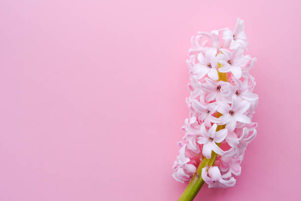 istock Pink delicate hyacinths on a pink monochrome background. Flat lay, top view, copy space. 1464781400