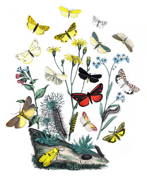 istock Botanical butterflies. Vintage butterflies. Exotic butterflies. Botanical poster. Lepidoptera Illustration.
Collection of  vintage exotic butterfies and insects at floral pattern. butterfly pattern. butterly poster. without text. 1464784130