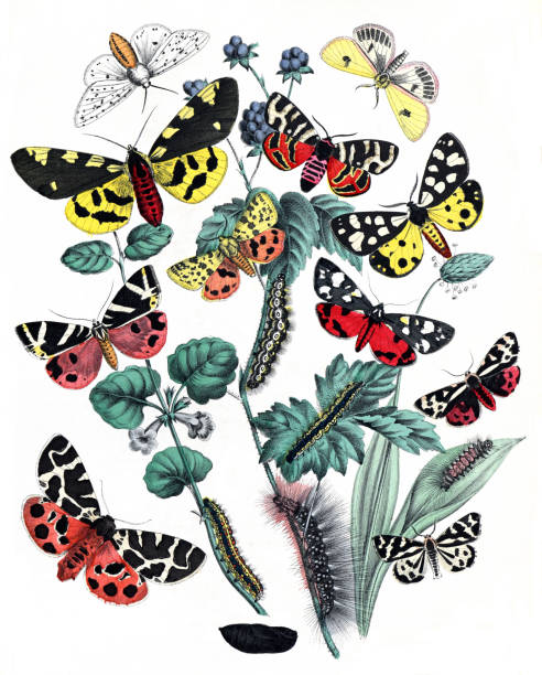 istock Botanical butterflies. Vintage butterflies. Exotic butterflies. Botanical poster. Lepidoptera Illustration.Collection of  vintage exotic butterfies and insects at floral pattern. butterfly pattern. butterly poster. without text. 1464784152