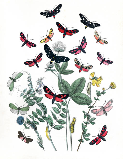 istock Botanical butterflies. Vintage butterflies. Exotic butterflies. Botanical poster. Lepidoptera Illustration.Collection of  vintage exotic butterfies and insects at floral pattern. butterfly pattern. butterly poster. without text. 1464784154