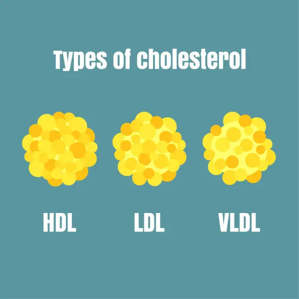 Vector illustration of Types of Cholesterol vector to use for education