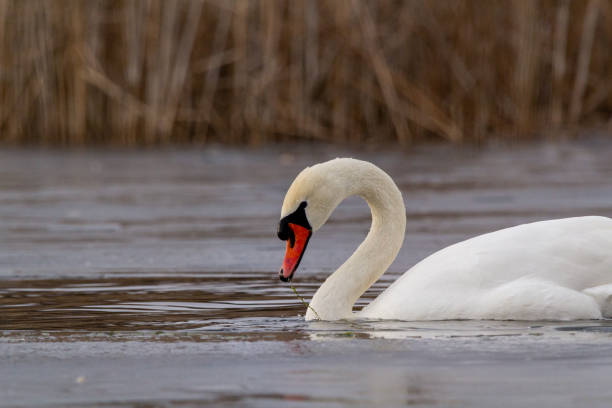 istock white mute swan swim in water with ice 1464784725
