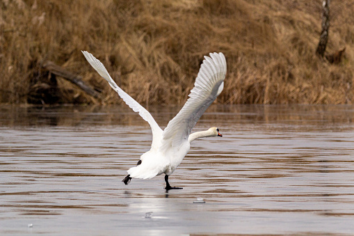 white mute swan running on ice and preparation for flight