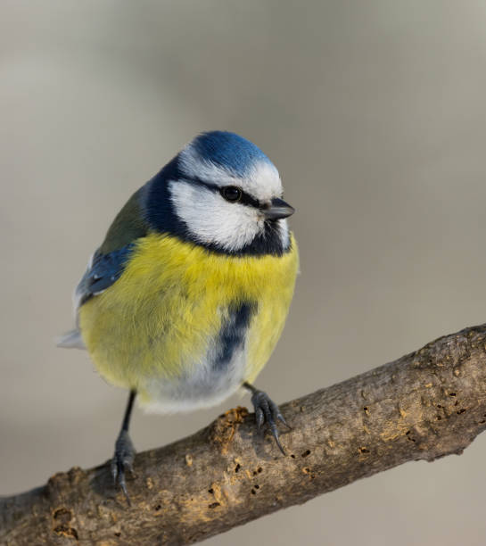 istock Eurasian blue tit (Cyanistes caeruleus) perched on a tree branch. 1464788180