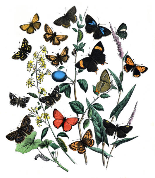istock Collection of exotic butterfies and insects at floral pattern. Vintage collection of different insects and butterflies. hand drawn illustration vintage poster. Botanical butterflies. Lepidoptera without text. 1464788231
