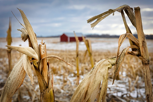 The previous crop of corn stands in a snow covered field at Kossuth near Manitowoc, Wisconsin.