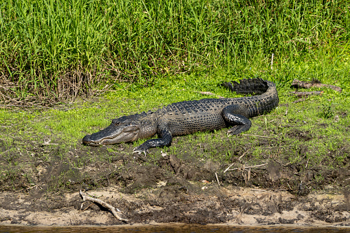 American alligator lies in the sun on a grass covered riverbank in Mayaka River State Park, Florida.