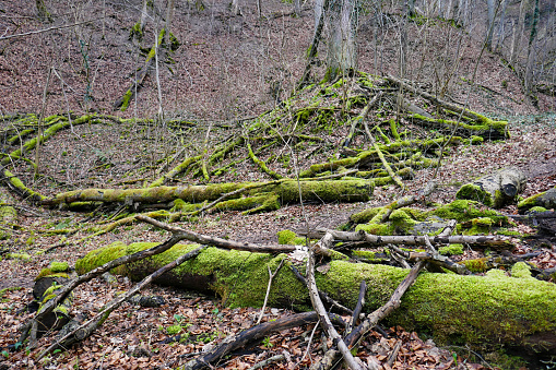 Forest with mossy tree trunks and roots.