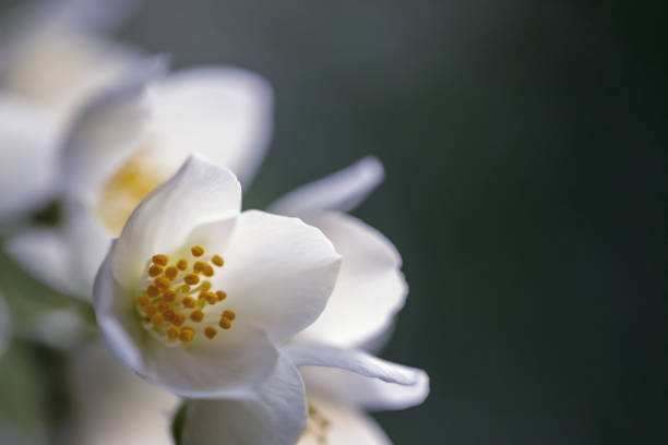 istock Jasmine blossom close-up with space for copy. 1464792269