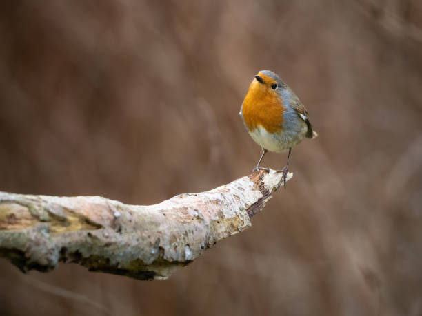 istock A European Robin (Erithacus Rubecula) perched on a branch. 1464792273