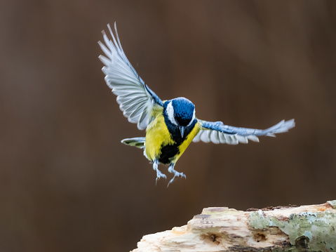 A Great Tit about to land on a branch, with its wings and feet outstretched. The plain brown back ground provides copy space.