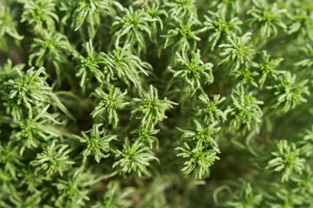 fondo verde musgo - sphagnum bog galerina fotografías e imágenes de stock